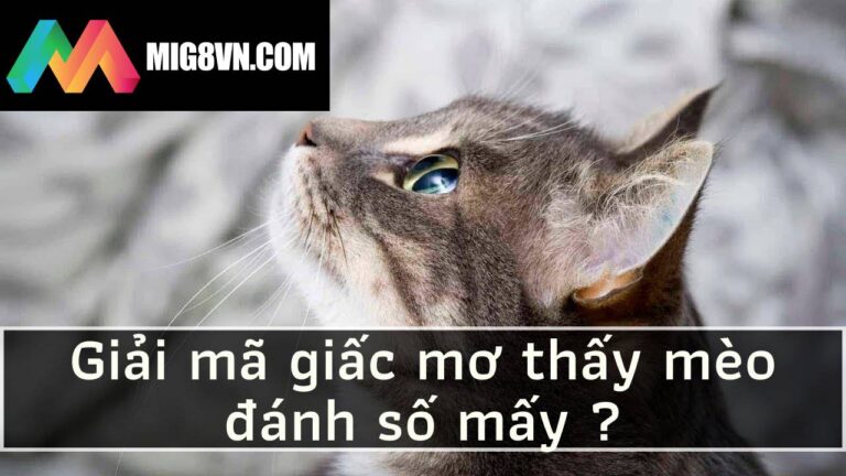 Giải mã giấc mơ thấy mèo